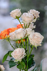 Bouquet of orange and white rose flowers close up,  green leafs
