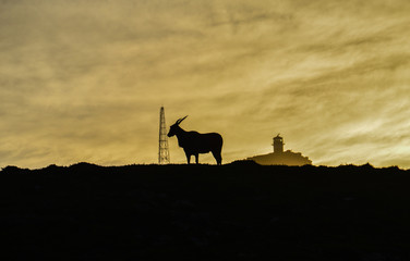 Eland At Sunrise