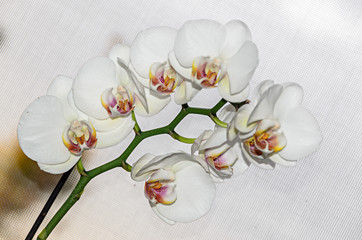 White orchid close up branch flower, Phalaenopsis known as moth orchids