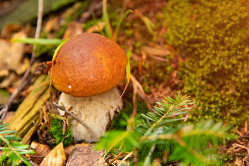 Boletus edulis - edible mushroom. in the forest