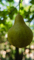 green pear on a tree
