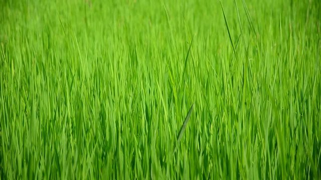 Ears of rice swinging in the wind