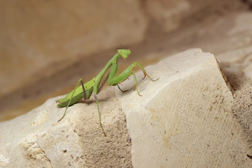 Praying Mantis