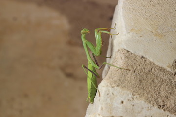 Praying Mantis