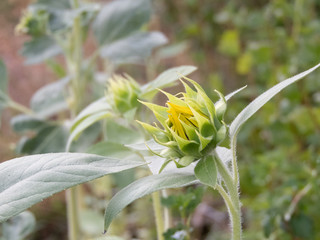 Row of sunflower buds