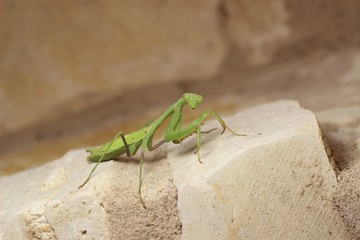 Praying Mantis looking at you closeup 