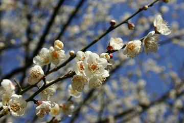 梅　Japznese apricot