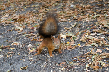 Little red squirrel