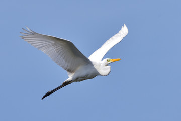 Great egret (Ardea alba), real wildlife - no ZOO