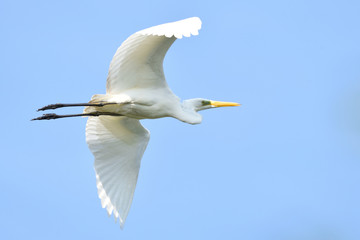 Great egret (Ardea alba), real wildlife - no ZOO