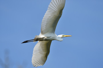 Great egret (Ardea alba), real wildlife - no ZOO