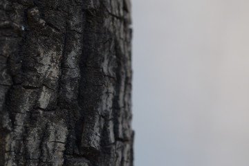 tree texture
