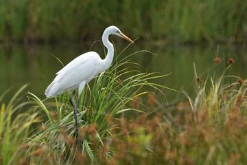 Fototapeta premium Great egret (Ardea alba), real wildlife - no ZOO