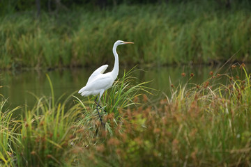Great egret (Ardea alba), real wildlife - no ZOO