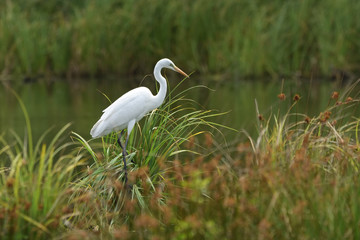 Great egret (Ardea alba), real wildlife - no ZOO