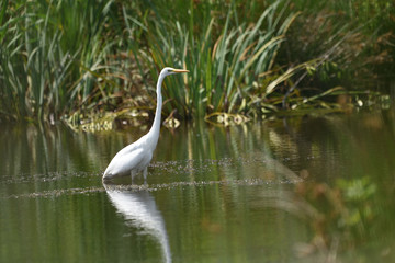 Great egret (Ardea alba), real wildlife - no ZOO