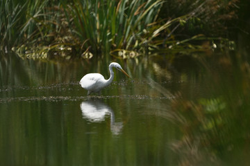 Obraz premium Great egret (Ardea alba), real wildlife - no ZOO