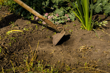 The a man frees a garden of weeds with a hoe