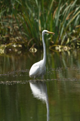 Great egret (Ardea alba), real wildlife - no ZOO