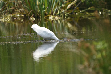 Hunting Great Egret (Ardea alba), real wildlife - no ZOO