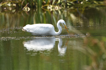 Fototapeta premium Hunting Great Egret (Ardea alba), real wildlife - no ZOO