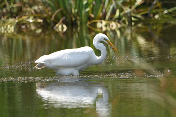 Fototapeta premium Hunting Great Egret (Ardea alba), real wildlife - no ZOO