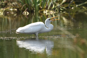 Hunting Great Egret (Ardea alba), real wildlife - no ZOO