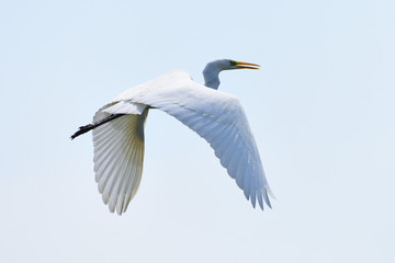 Great egret (Ardea alba), real wildlife - no ZOO