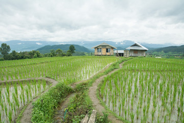 Rice planting season in Chiang Mai, Rice growing in rice terraces