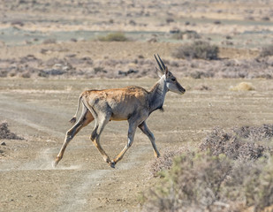Juvenile Eland