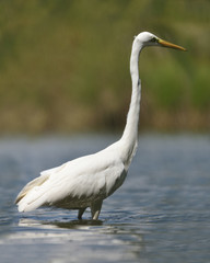 Great egret (Ardea alba), real wildlife - no ZOO