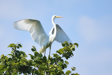 Great egret (Ardea alba), real wildlife - no ZOO