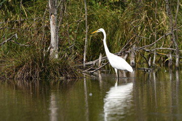 Great egret (Ardea alba), real wildlife - no ZOO