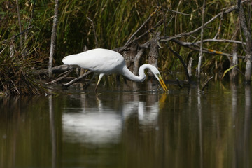 Great egret (Ardea alba), real wildlife - no ZOO