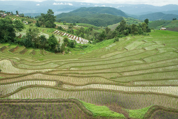 Fototapeta premium Rice planting season in Chiang Mai, Rice growing in rice terraces