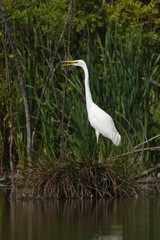 Great egret (Ardea alba), real wildlife - no ZOO