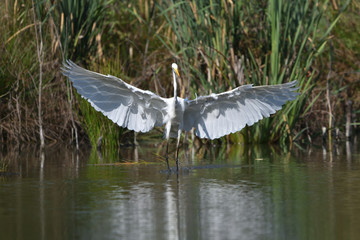 Great egret (Ardea alba), real wildlife - no ZOO