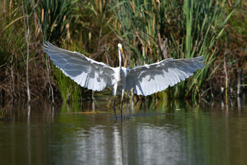 Great egret (Ardea alba), real wildlife - no ZOO