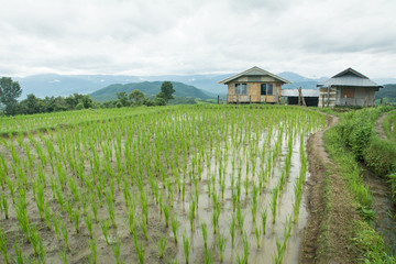 Fototapeta na wymiar Rice planting season in Chiang Mai, Rice growing in rice terraces