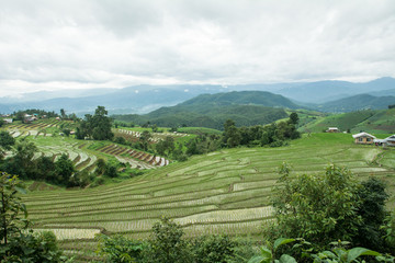Fototapeta na wymiar Rice planting season in Chiang Mai, Rice growing in rice terraces