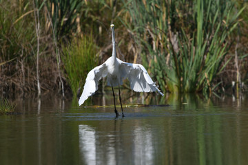 Great egret (Ardea alba), real wildlife - no ZOO