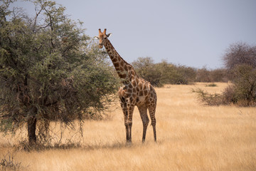 Giraffe in Etosha National Park, Namibia