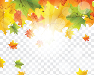 Maple leaves on transparency grid