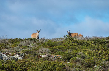 Eland On  A Ridge