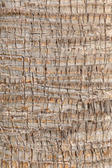 Fototapeta premium closeup of palm tree texture