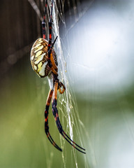Sideview of a Yellow Garden Spider!