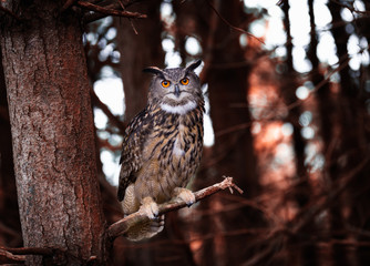 Eurasian Eagle Owl