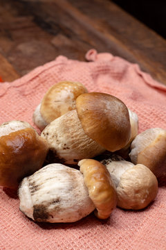 Fresh raw whole white boletus tasty edible mushrooms close up