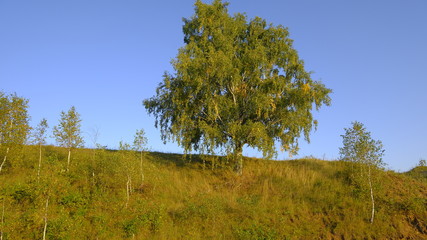 Fototapeta premium tree in the field