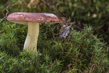 Pilz im Frühtau auf Moos